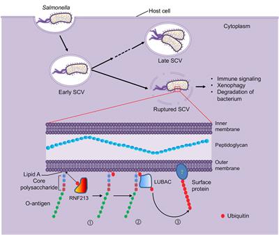 Ubiquitylation Extends to Lipid Substrate for Restricting Bacterial Infection